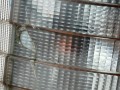 11448, Reflektor, lampa MERCEDES 404, prawy przód, BOSCH 0 301 041 002, nr 1 305 543 149  (5).jpeg